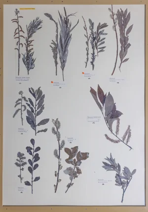 Panel 31a: Salicaceae