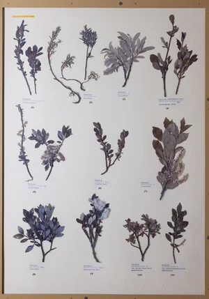 Panel 31b: Salicaceae