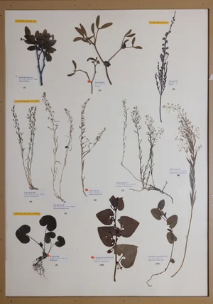 Panel 34a: Loranthaceae, Santalaceae, Aristolochiaceae