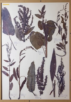Panel 34b: Polygonaceae
