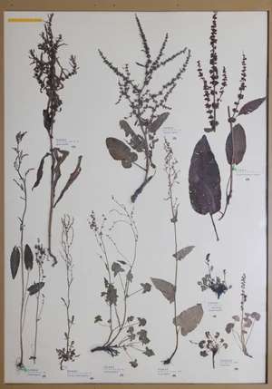 Panel 35a: Polygonaceae