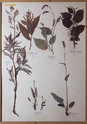Panel 35b: Polygonaceae
