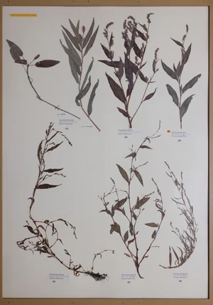 Panel 36a: Polygonaceae