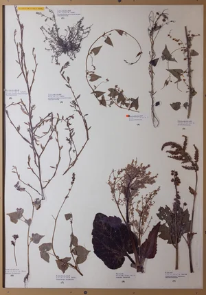 Panel 36b: Polygonaceae