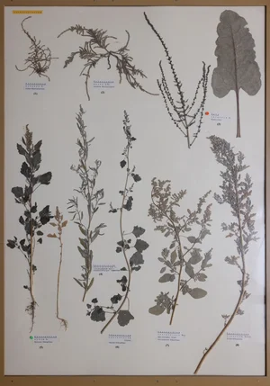 Panel 37a: Amaranthaceae
