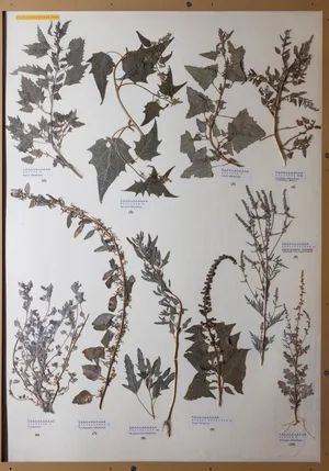 Panel 37b: Amaranthaceae