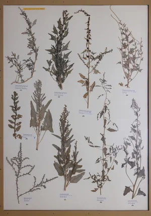 Panel 38a: Amaranthaceae