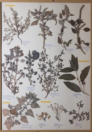 Panel 38b: Amaranthaceae, Aizoaceae, Montiaceae, Portulacaceae