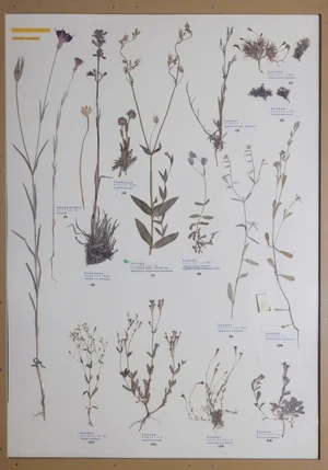 Panel 39a: Caryophyllaceae