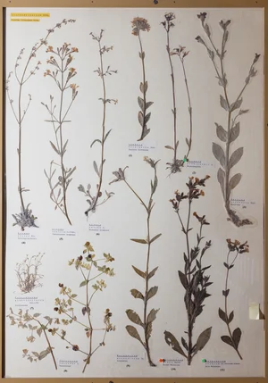 Panel 39b: Caryophyllaceae