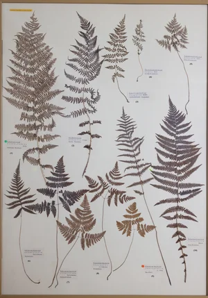 Panel 3a: Aspleniaceae, Cystopteridaceae, Thelypteridaceae