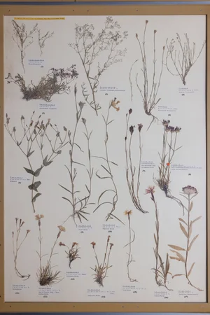 Panel 40a: Caryophyllaceae
