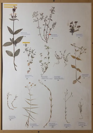 Panel 40b: Caryophyllaceae