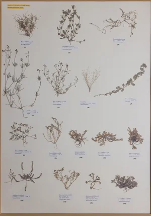 Panel 42a: Caryophyllaceae