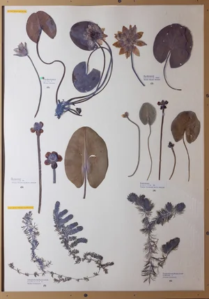 Panel 42b: Nmphaeaceae, Ceratophyllaceae