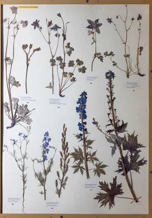 Panel 43b: Ranunculaceae