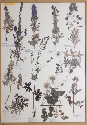 Panel 44a: Ranunculaceae