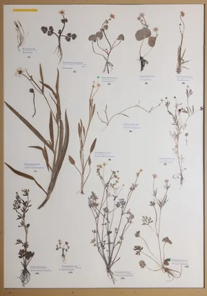Panel 45a: Ranunculaceae