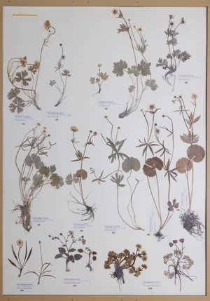 Panel 46a: Ranunculaceae