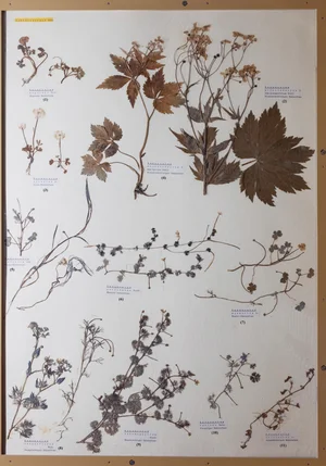 Panel 46b: Ranunculaceae