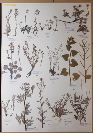 Panel 49b: Brassicaceae