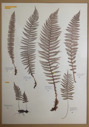 Panel 4a: Dryopteridaceae, Polypodiaceae
