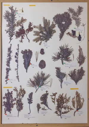 Panel 4b: Taxaceae, Pinaceae, Cupressaceae, Ephedraceae