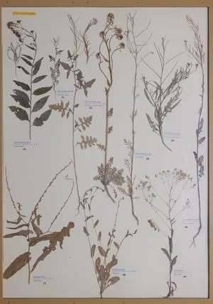 Panel 50a: Brassicaceae