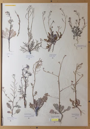 Panel 50b: Brassicaceae