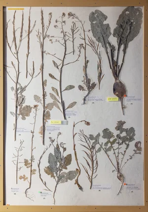 Panel 51a: Brassicaceae