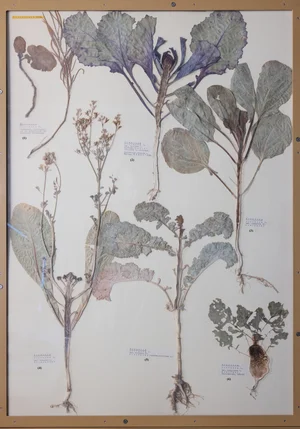 Panel 51b: Brassicaceae