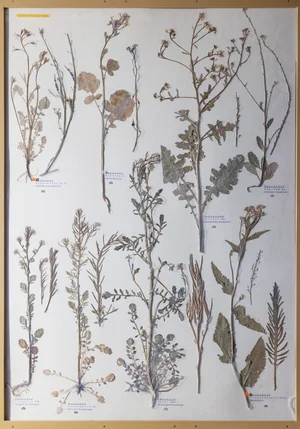 Panel 52a: Brassicaceae