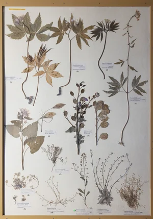 Panel 53a: Brassicaceae