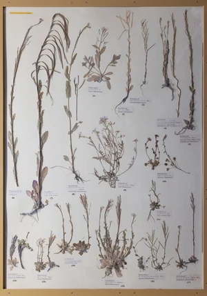 Panel 54a: Brassicaceae