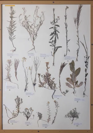 Panel 54b: Brassicaceae