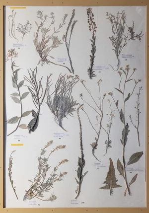 Panel 55a: Brassicaceae, Resedaceae