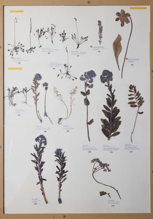 Panel 55b: Droseraceae, Sarraceniaceae, Crassulaceae