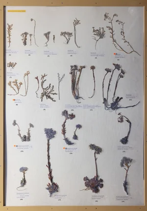 Panel 56a: Crassulaceae