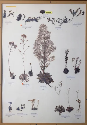 Panel 56b: Saxifragaceae