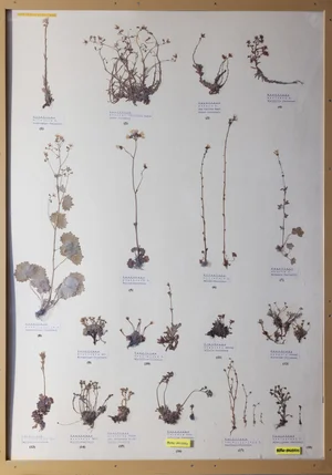 Panel 57a: Saxifragaceae