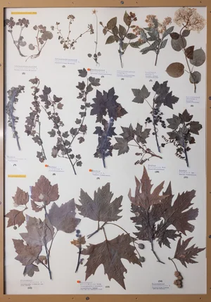 Panel 57b: Saxifragaceae, Celastraceae, Hydrangeaceae, Grossulariaceae, Platanaceae