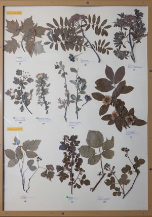 Panel 58b: Rosaceae