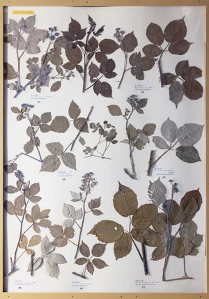 Panel 59a: Rosaceae