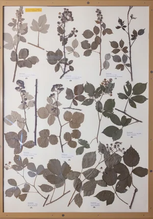 Panel 59b: Rosaceae