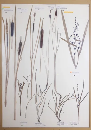 Panel 5a: Typhaceae