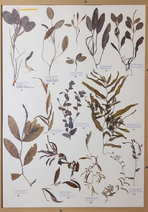 Panel 5b: Potamogetonaceae