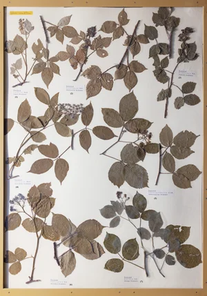 Panel 60a: Rosaceae
