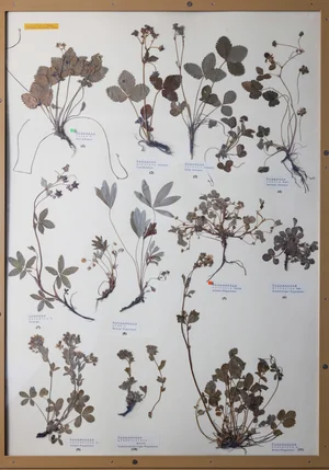 Panel 60b: Rosaceae