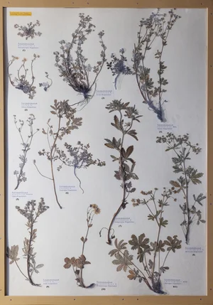 Panel 61a: Rosaceae