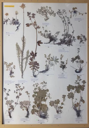 Panel 62a: Rosaceae